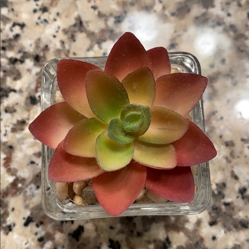 Mini Succulent